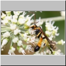 Cosmoconus nigriventris - Schlupfwespe m01d 10mm - OS-Hellern Wiese det06.jpg